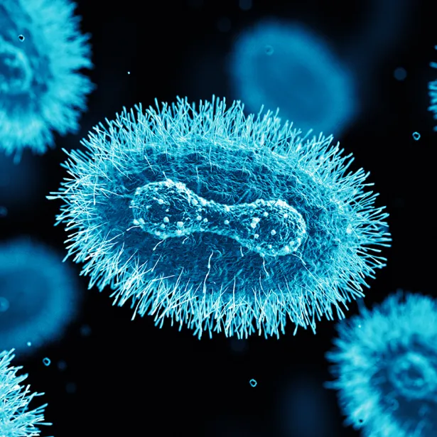 Magnified image of the specimen. Exponent helps track infectious diseases with epidemiological studies. 