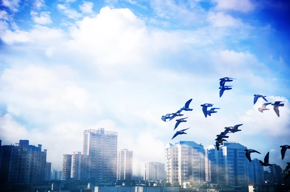 Flying pigeons